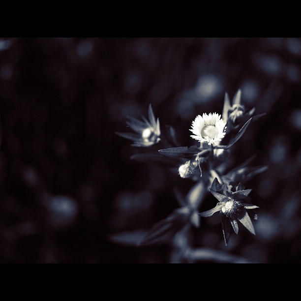 #flower #nature #bw #blackandwhite #monocrome