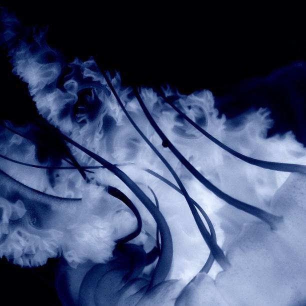 Cold flame / #bw#blackwhite#blackandwhite#monochrome #jellyfisf #aquqrium
