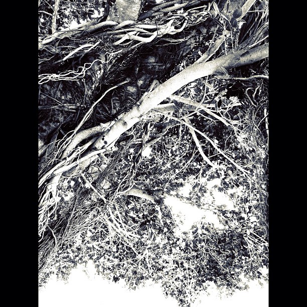 Tree / #tree #nature #bw#blackwhite#blackandwhite#monochrome