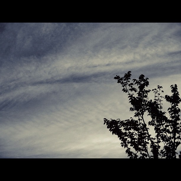 Trees in the evening / #sky #cloud #tree #nature #bw#blackwhite#blackandwhite#monochrome