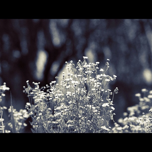 Flowers / #flower #nature #bw #blackandwhite #monochrome