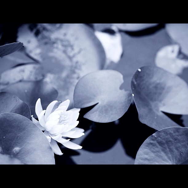 #Water #lily / #bw #blackandwhite #monochrome