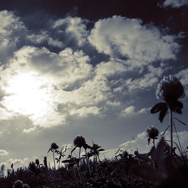 Morning / #sky #cloud #flower #grass #nature #bw#blackwhite#blackandwhite#monochrome