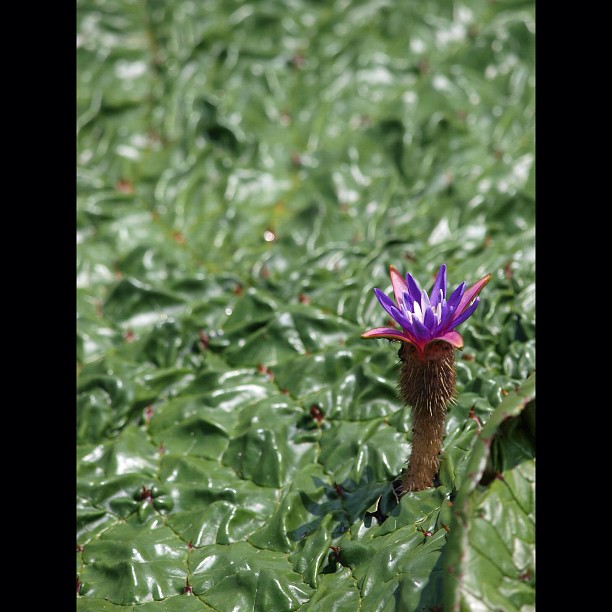 Gorgon plant.  #flower #nature