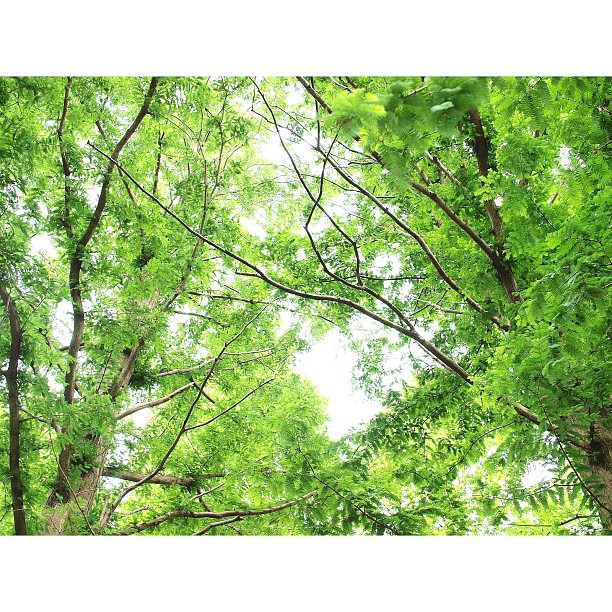 Forest Wind / #green #tree #forest #nature
