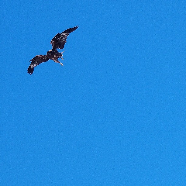 Fly high!! / #bird #sky #kite #blue