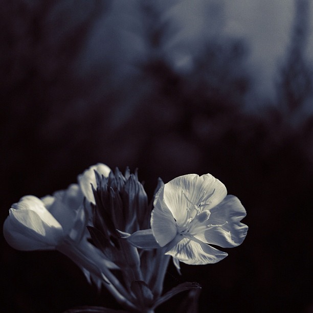 Evening primrose #flower #nature #bw #blackandwhite #monocrome