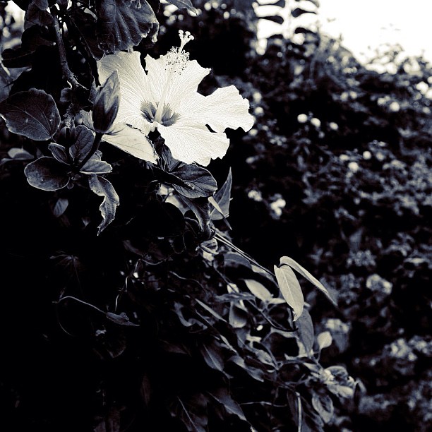 Hibiscus / #flower #nature #bw#blackwhite#blackandwhite#monochrome