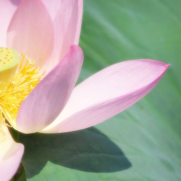 The #Lotus.  #flower #nature