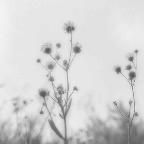 Daisy of oblivion / #flower #nature #bw#blackwhite#blackandwhite#monochrome