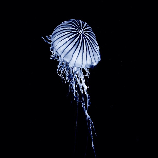 Central Nervous System / #jellyfish #bw#blackwhite#blackandwhite#monochrome