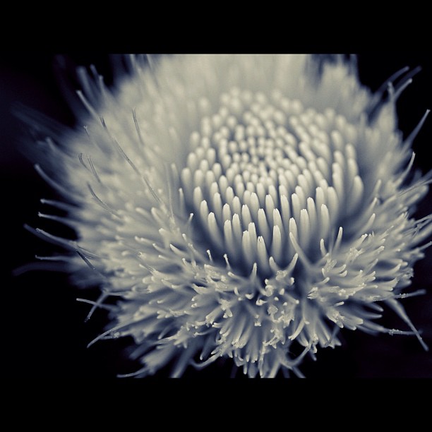 #thistle #flower #plant #nature #bw #blackandwhite #monocrome