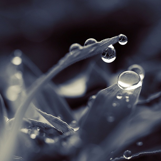Whispering of dew