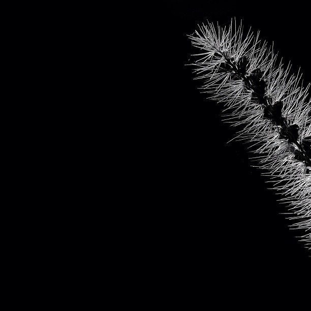 Green foxtail -I was tagged by great friend @olgadubai to participate in the #loveloveblackandwhite tag. Thanks for the invitation!