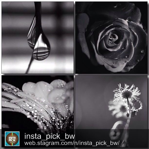Insta_Pick_BW This week's FAVORITE PICKS