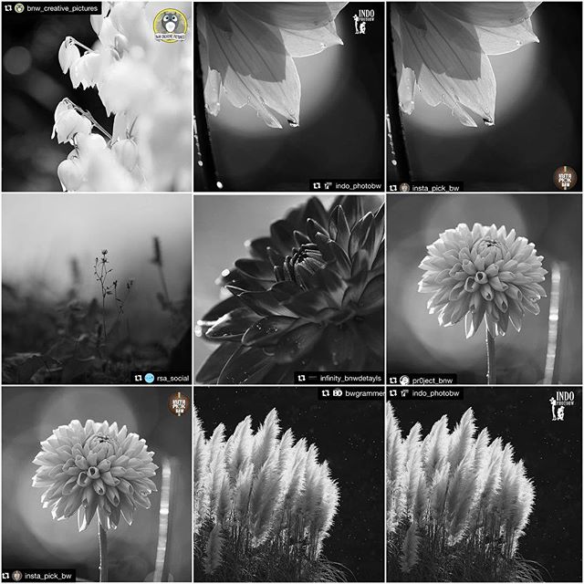Thanks a million for the FEATURES!I really appreciate for the featuring of my photos! It's great honor!_top@bnw_creative_pictures #bnw_creative_pictures @indo_photobw #indo_photobw @insta_pick_bw #insta_pick_bw _middle@rsa_social #rsa_bnw @infinity_bnwdetayls #infinity_bnwdetayls @pr0ject_bnw #pr0ject_bnw _bottom@insta_pick_bw #insta_pick_bw @bwgrammer #bwgrammer @indo_photobw #indo_photobw ___Hey guys! Please check out Amazing feed!!★no need likes and comments, Thank you friends for your support!