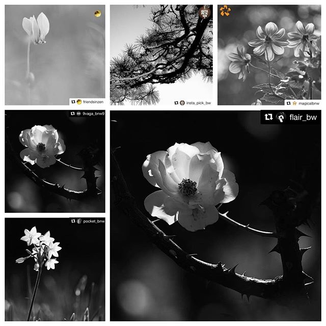 Huge Thanks for the FEATURES!I really appreciate for the featuring of my photos! It's great honor!@friendsinzen #friendsinzen @insta_pick_bw #insta_pick_bw @flair_bw #flair_bw @9Vaga_Bnw9 #9Vaga_Bnw9 @magicalbnw #magicalbnw @pocket_bnw #pocket_bnw ___Hey guys! Please check out Amazing feed!!★no need likes and comments, Thank you friends for your support!