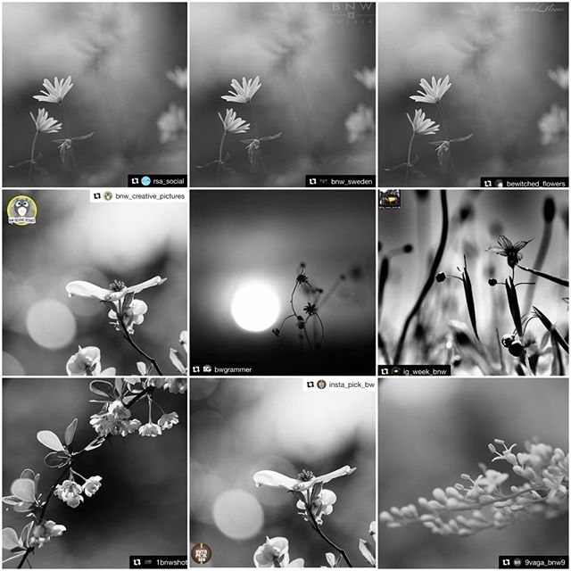 Huge Thanks for the FEATURES!I really appreciate for the featuring of my photos! It's great honor!_top@rsa_social #rsa_bnw @bnw_sweden #bnw_sweden @bewitched_flowers #bewitched_flowers _middle@bnw_creative_pictures #bnw_creative_pictures @bwgrammer #bwgrammer @ig_week_bnw #ig_week_bnw _bottom@1bnwshot #1bnwshot @insta_pick_bw #insta_pick_bw @9Vaga_Bnw9 #9Vaga_Bnw9 ___Hey guys! Please check out Amazing feed!!★no need likes and comments, Thank you friends for your support!